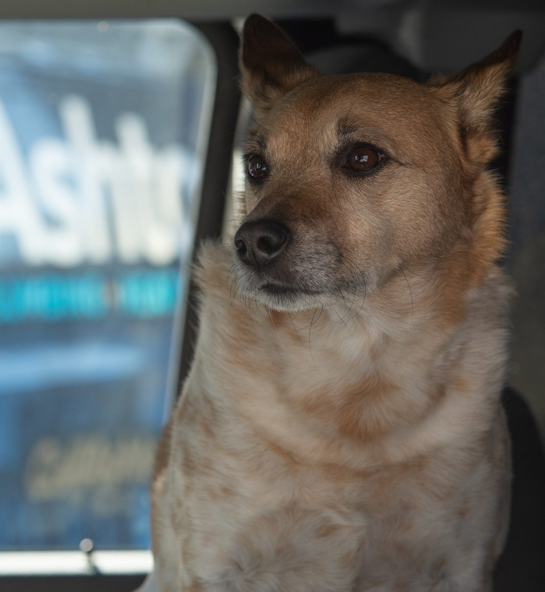 Ashton shop dog sitting in the passenger seat of a service van